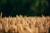 AFLYST - Kurser i Farmtracking og Cropmanager i Odense